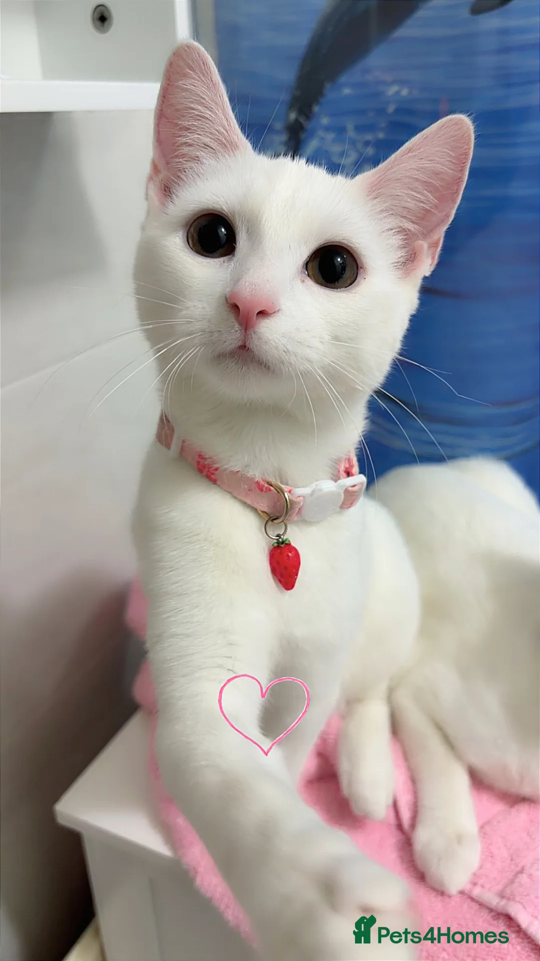 Mixed Breed cats for sale: White female cat in Rotherham - Advert 2