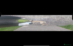 Whippet dogs for sale: Whippet dog pup - Image 7