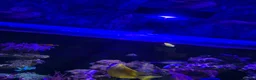 Shrimps fish for sale: Saltwater Marine Fish, complete set up - Advert 9