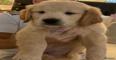 Golden Retriever dogs - Advert 4