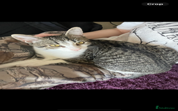 Mixed Breed cats for sale: Bowie and Bean 2 male 10 month old cats for sale  - Image 8