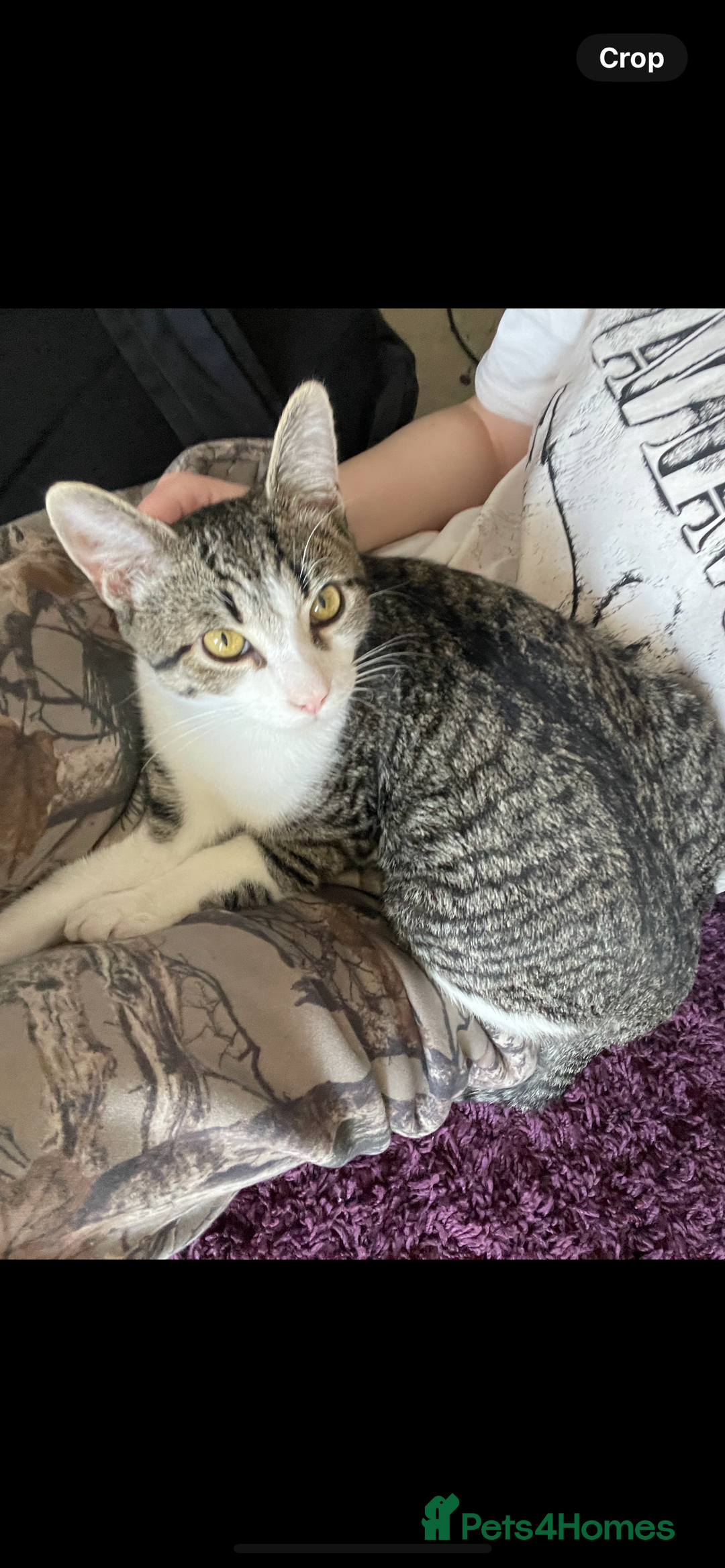 Mixed Breed cats for sale: Bowie and Bean 2 male 10 month old cats for sale  - Image 8