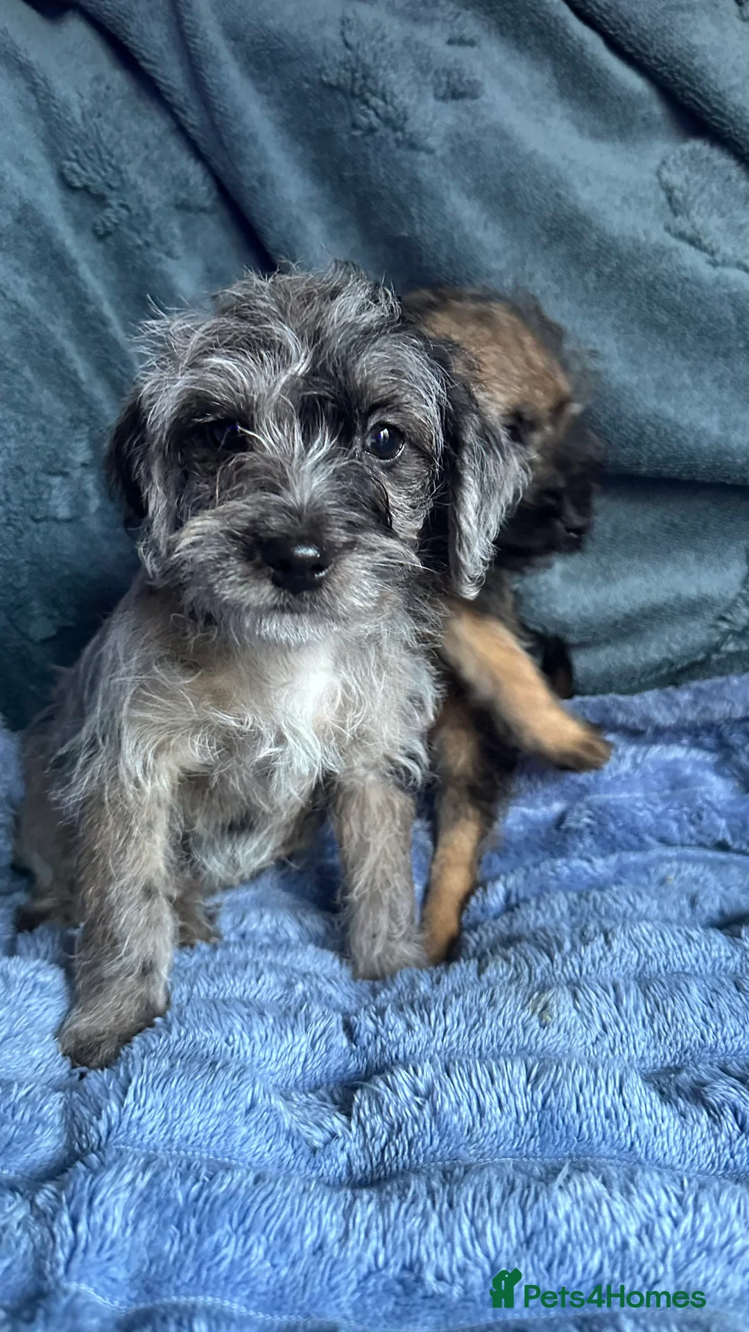 Border Terrier dogs for sale: Little Stunning Boy and Girl - Advert 2