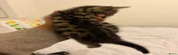 Mixed Breed cats for sale: Kittens  - Advert 14