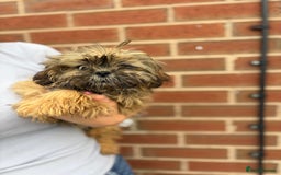 Shih Tzu dogs for sale: Fluffy little Shih tzu pups - Image 4