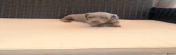 Miniature Dachshund dogs for sale: Miniature Dachshund Puppies - Advert 15