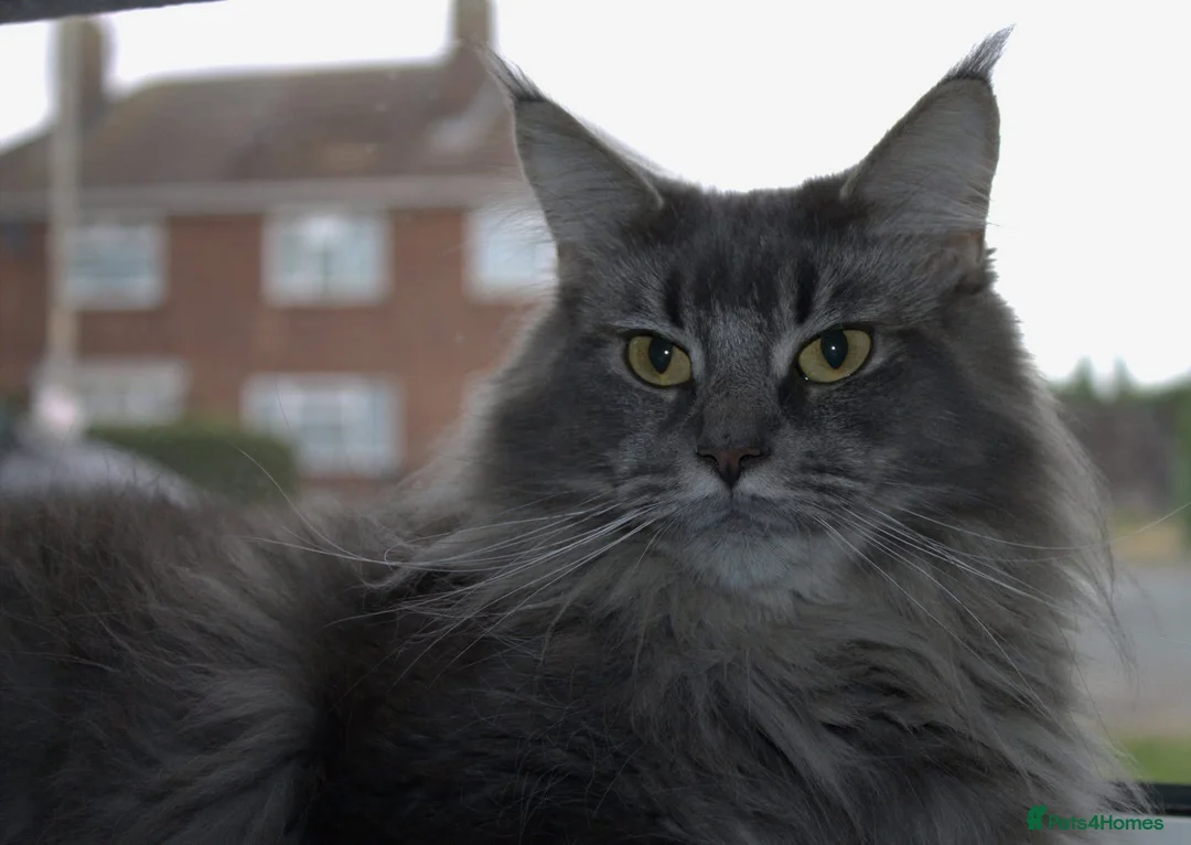 Maine Coon cats for sale: 🩶 GCCF Registered Blue Ticked Tabby 🩶 - Advert 1