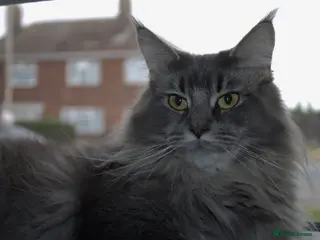 Maine Coon cats 🩶 GCCF Registered Blue Ticked Tabby 🩶 - Advert 6