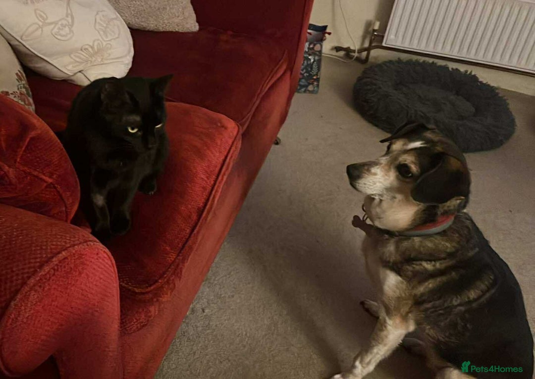 Mixed Breed cats for adoption: Beautiful Emma - Advert 5