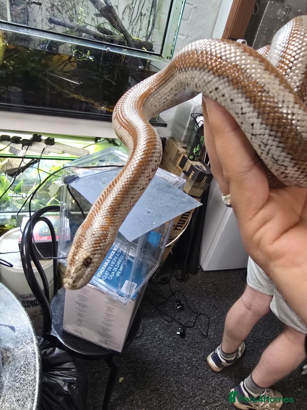 Boa Snake reptiles for sale: 2018 Male Mid Baja Rosy Boa - Image 4
