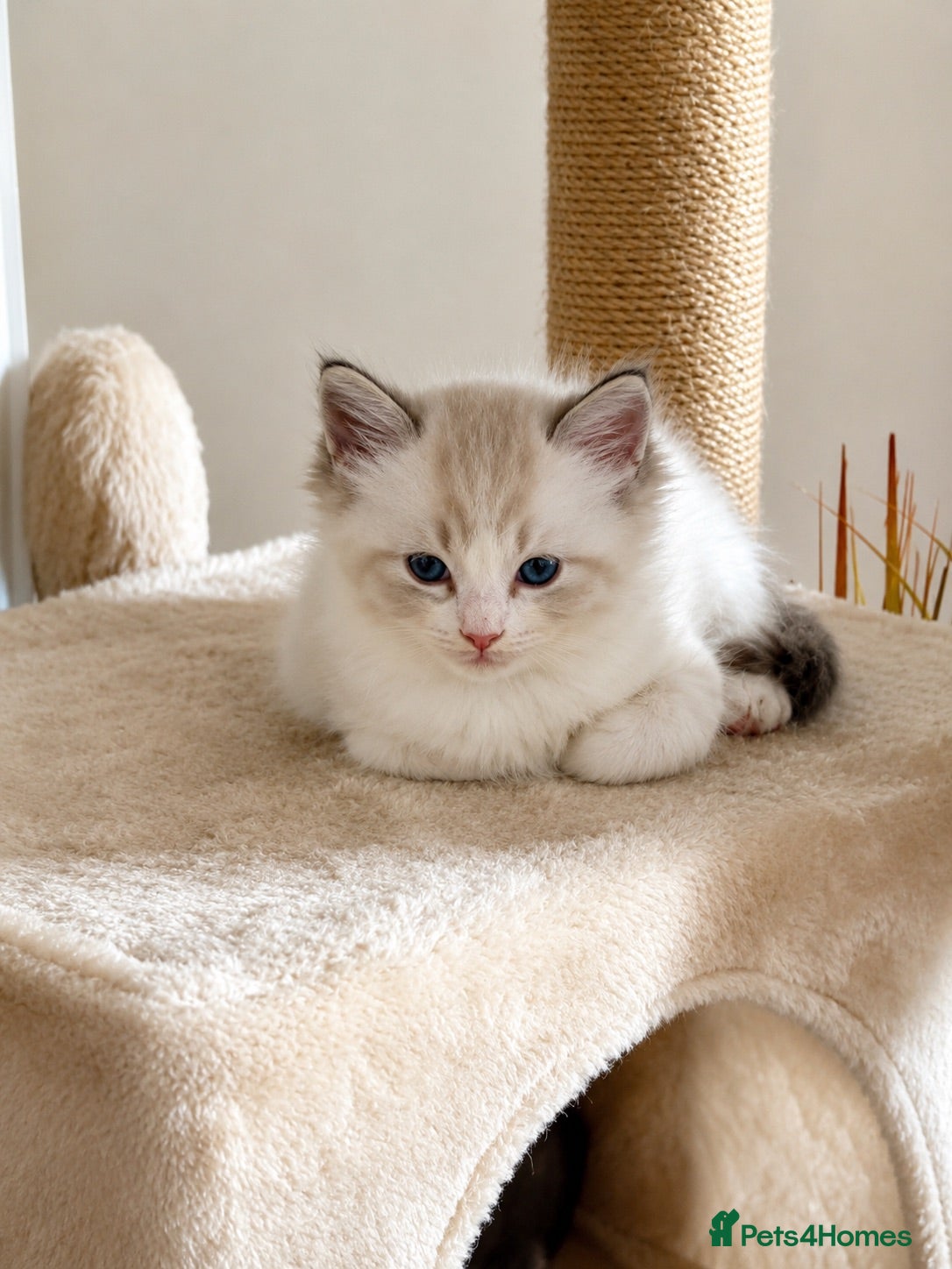 Ragdoll cats Ragdoll kittens Blue Lynx Bi-colour 2 males left - Advert 1
