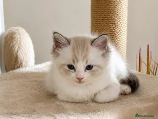 Ragdoll cats Ragdoll kittens Blue Lynx Bi-colour 2 males left - Advert 1