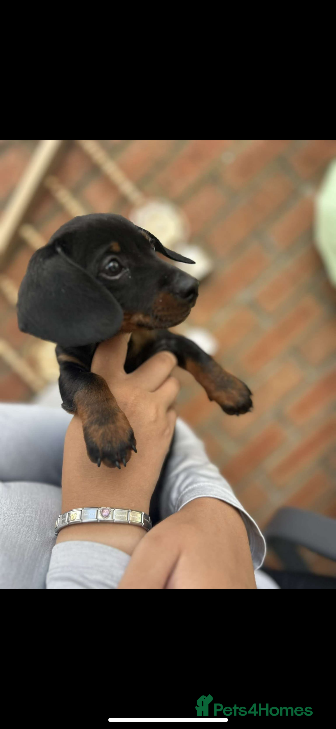 Miniature Dachshund dogs for sale: KC MINI DASCHAUNDS READY NOW  in Bishop Auckland - Image 2