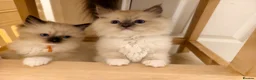 Ragdoll cats for sale: Loving Mitted Kittens – Ready for Homes - Advert 24
