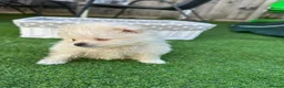 Pomeranian dogs for sale: ❤️ Special Cream Male Pomeranian Puppy - Advert 2