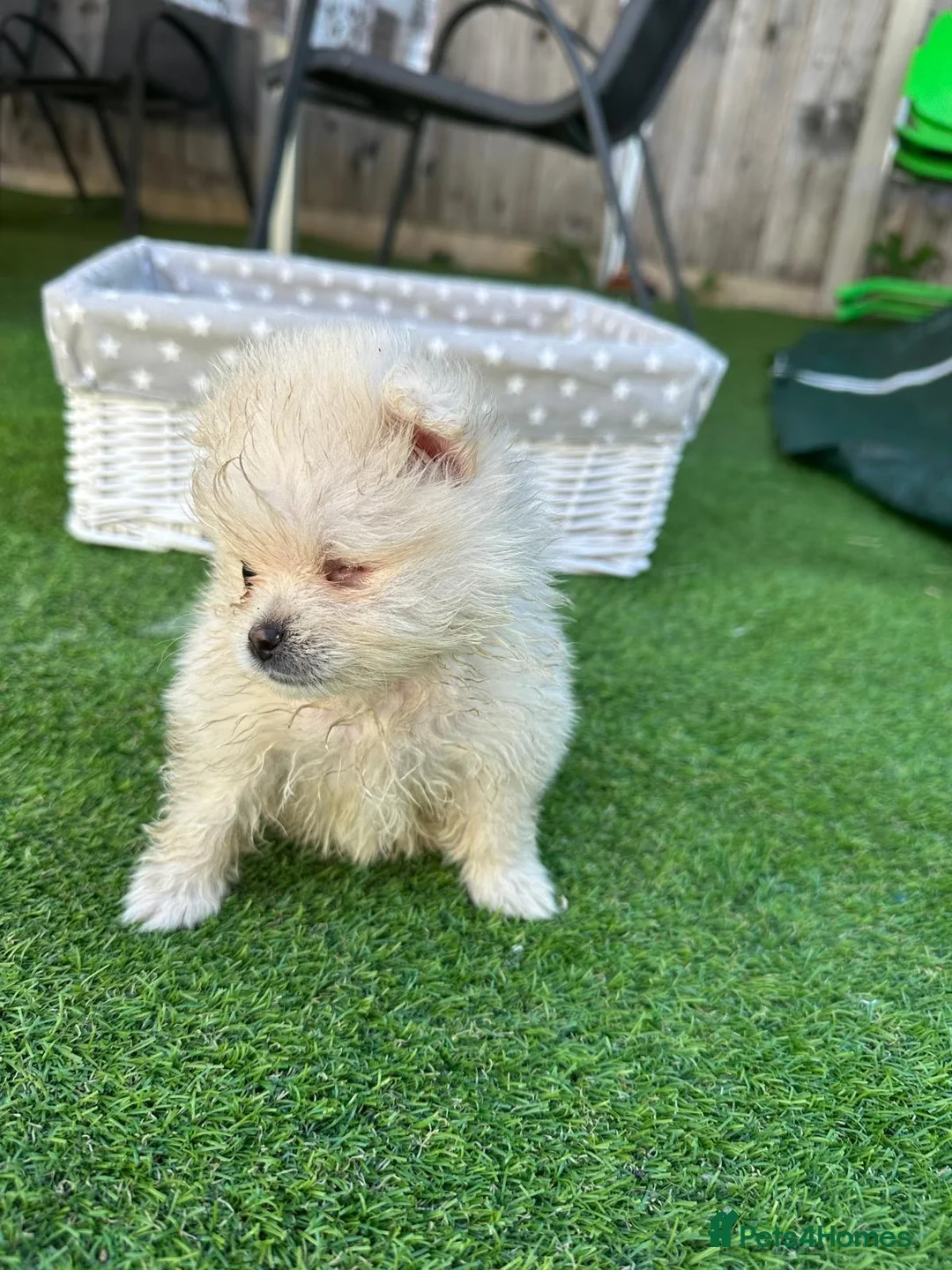 Pomeranian dogs for sale: ❤️ Special Cream Male Pomeranian Puppy - Advert 2