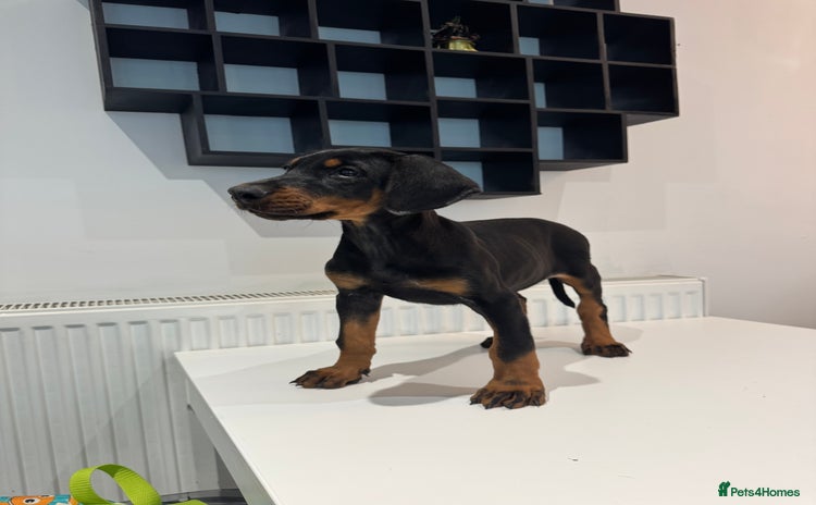Dobermann dogs - Advert 1
