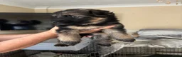 German Shepherd dogs for sale: German shepherd puppies - Advert 7