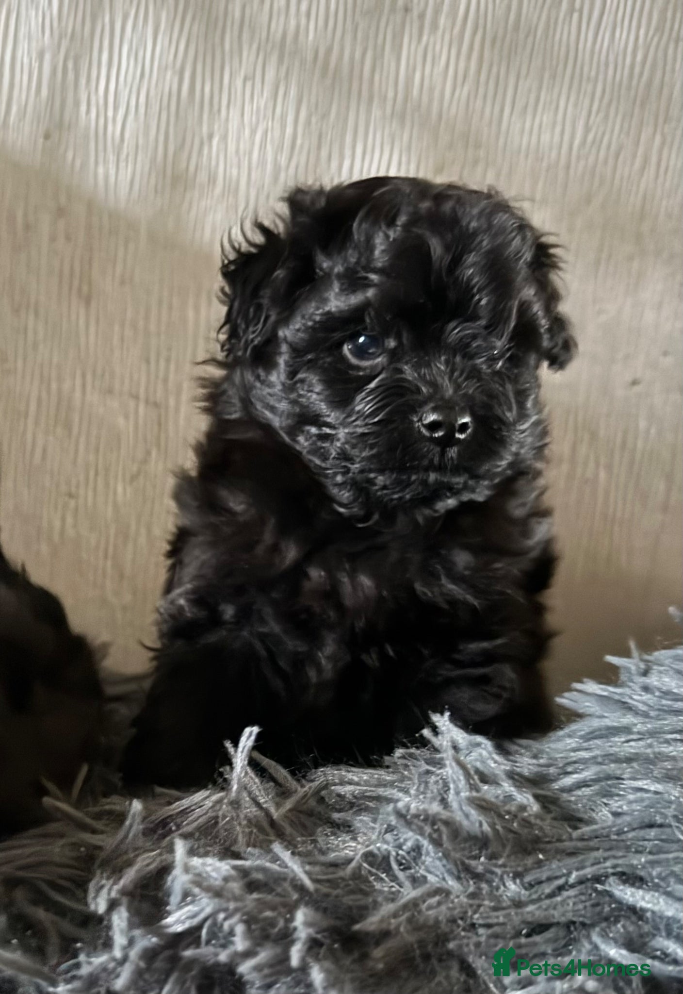 Pomapoo dogs Beautiful Pomapoo or Pomadoodle puppies - Advert 2