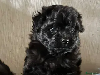 Pomapoo dogs Beautiful Pomapoo or Pomadoodle puppies - Advert 2