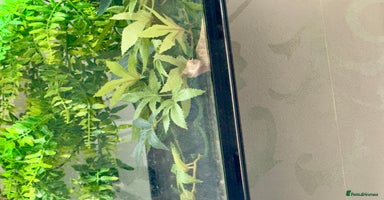 Gecko reptiles Crested gecko  - Advert 1