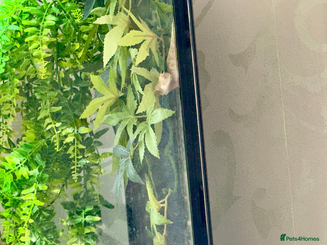 Gecko reptiles for sale: Crested gecko (currently reserved) - Advert 2