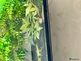 Gecko reptiles Crested gecko (currently reserved) - Advert 3