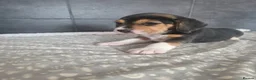 Beagle dogs for sale: Beautiful Beagle Puppies Looking For A Loving Home - Advert 17
