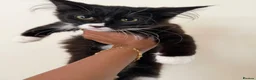 Maine Coon cats for sale: Maincoon X Ragdoll Ragcoons 3 months old - Advert 4