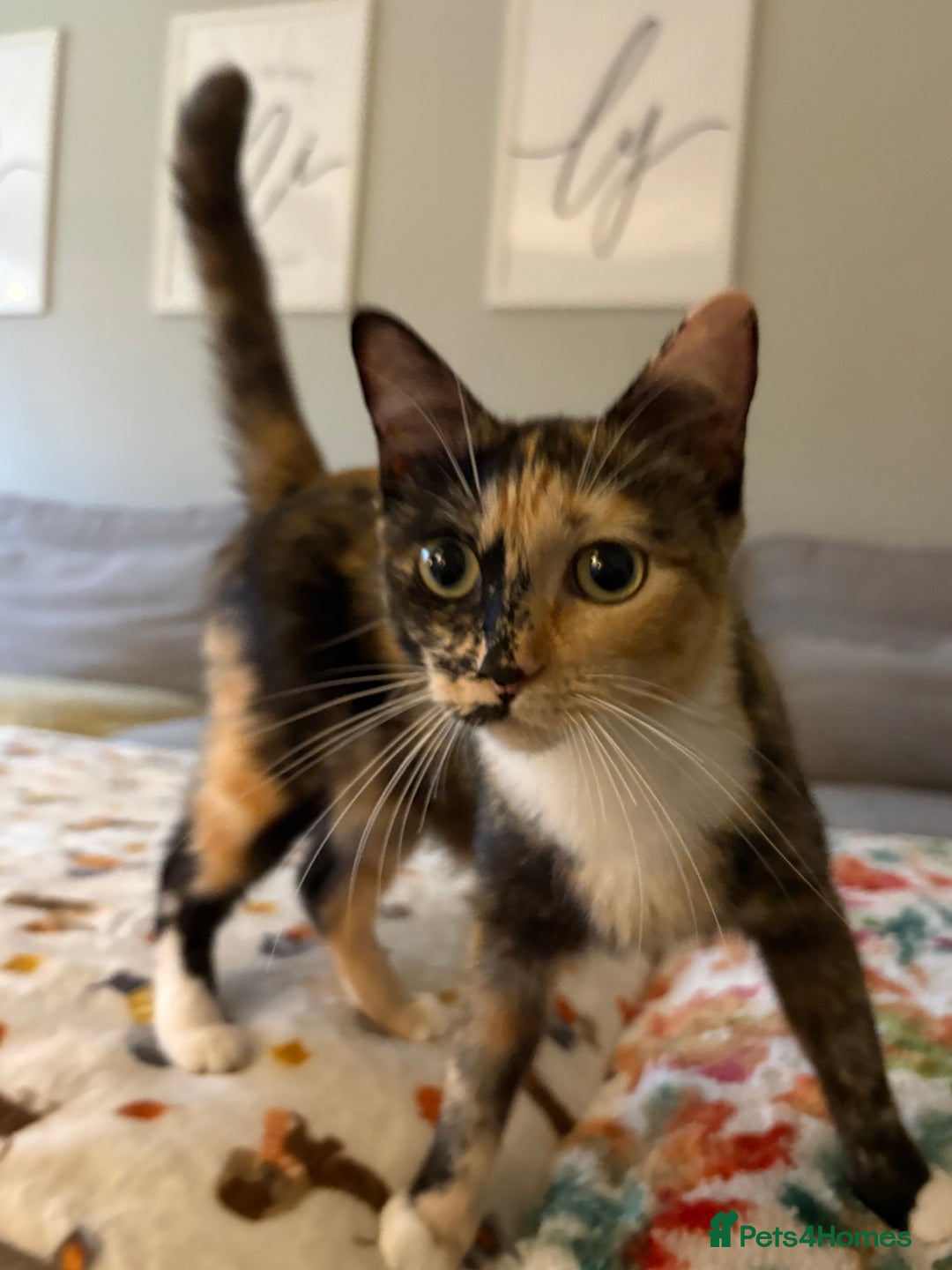 RagaMuffin cats for sale: Beautiful Ragamuffin Kittens Ready December 24th   - Advert 13