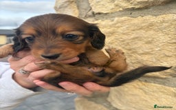 Miniature Dachshund dogs for sale: Gorgeous Long &short haired mini dachshund puppies - Image 9