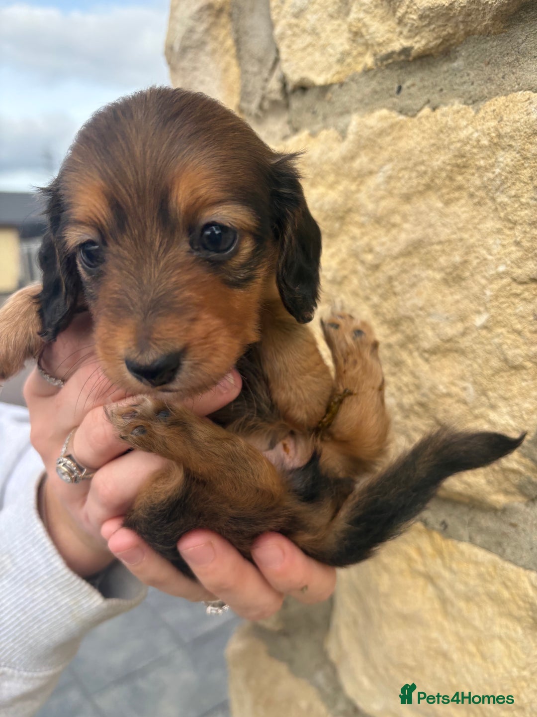 Miniature Dachshund dogs for sale: Gorgeous Long &short haired mini dachshund puppies - Image 9