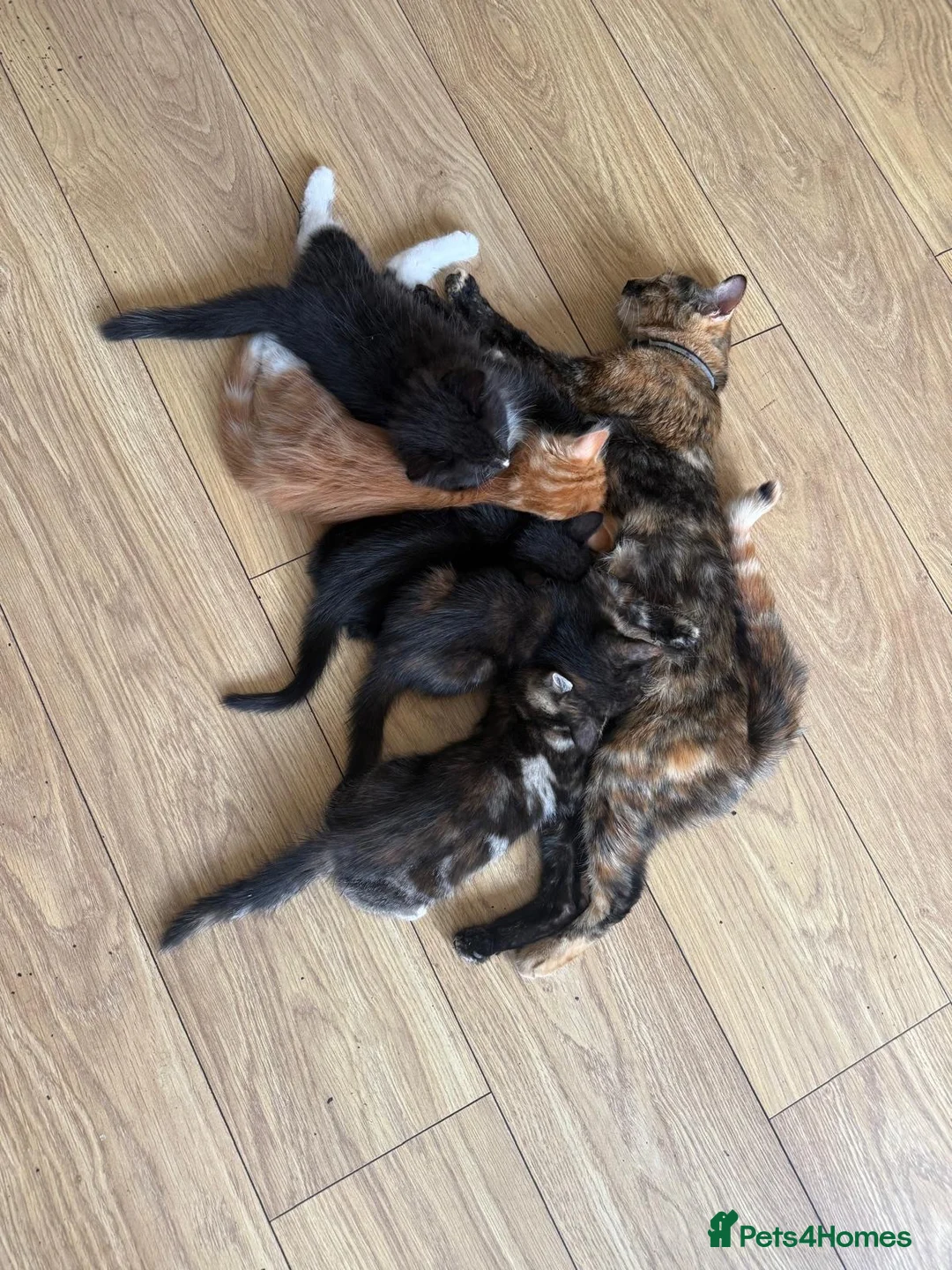 Mixed Breed cats for sale: 4 beautiful kittens looking for loving homes❤️ in Enfield - Advert 1