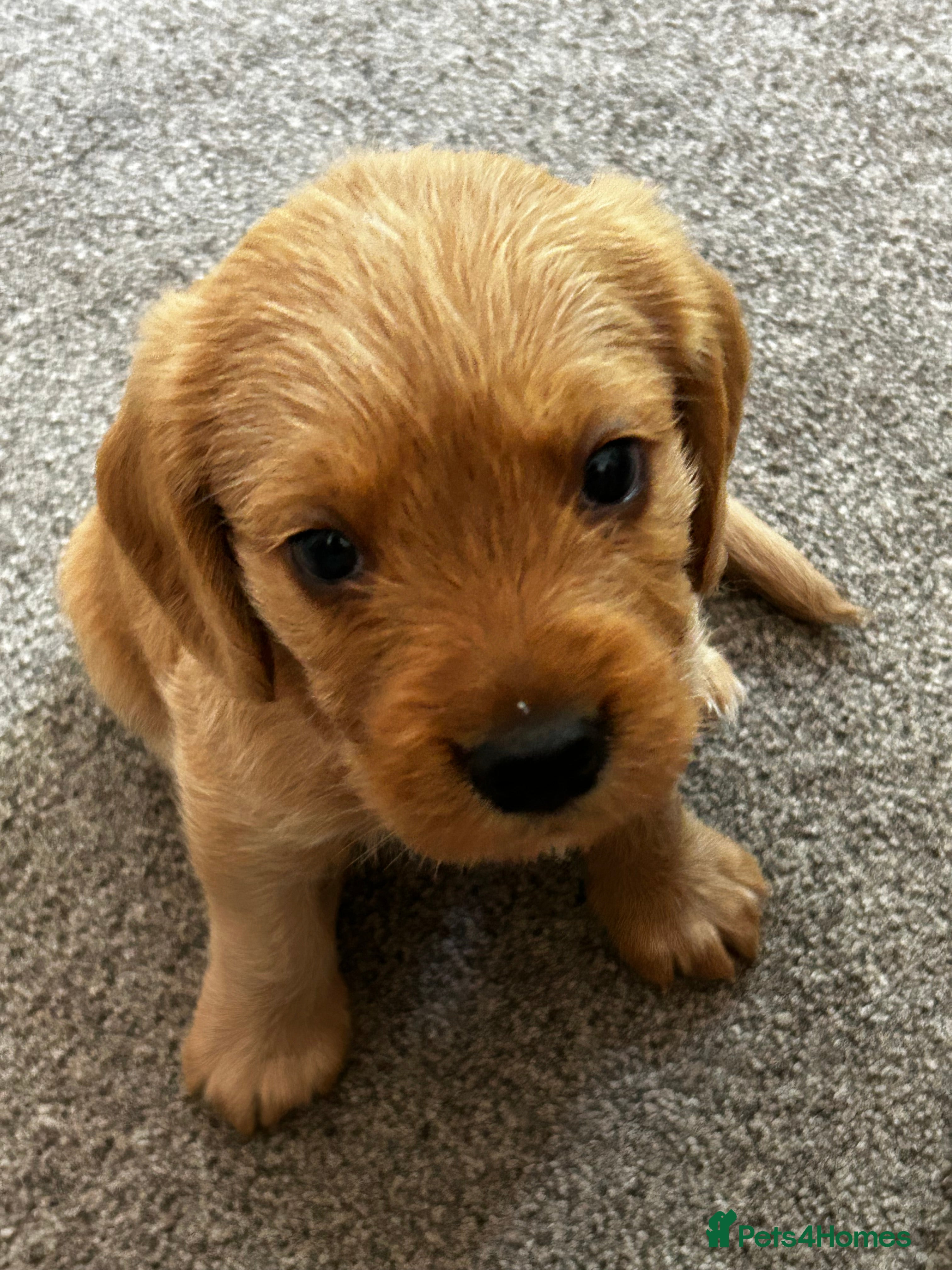 Mixed Breed dogs for sale: Beagle/Red Fox Lab x Red Fox Lab pups - Advert 1