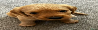 Mixed Breed 4
