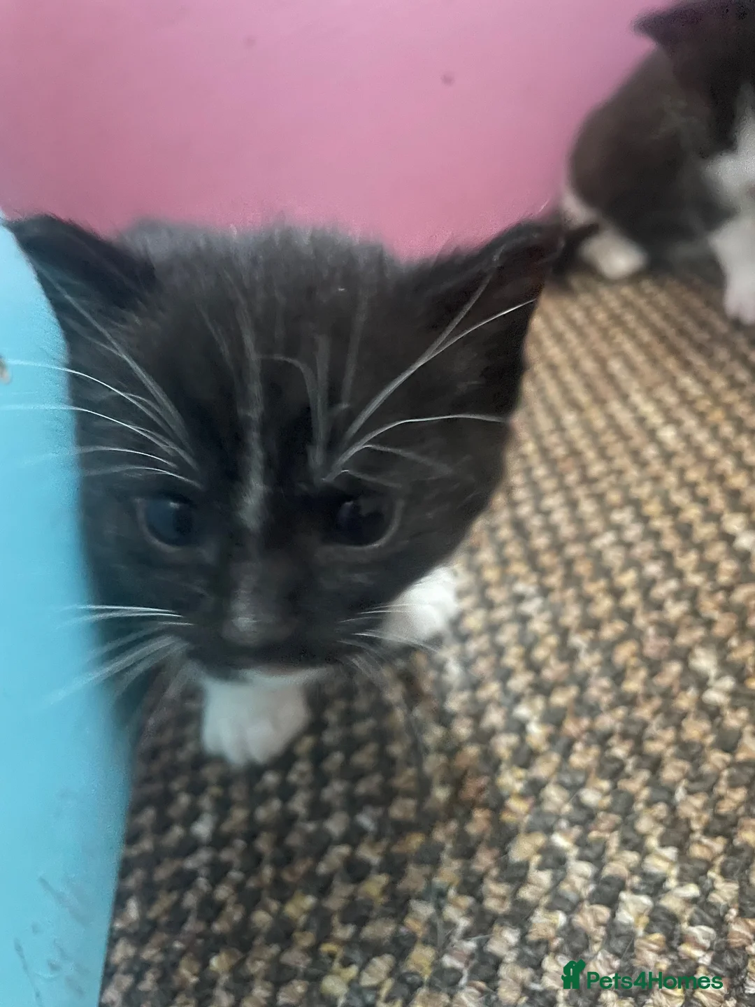 Domestic Shorthair cats for sale: Beautiful litter of Kittens 3xfemale 1xmale 😻 - Advert 9