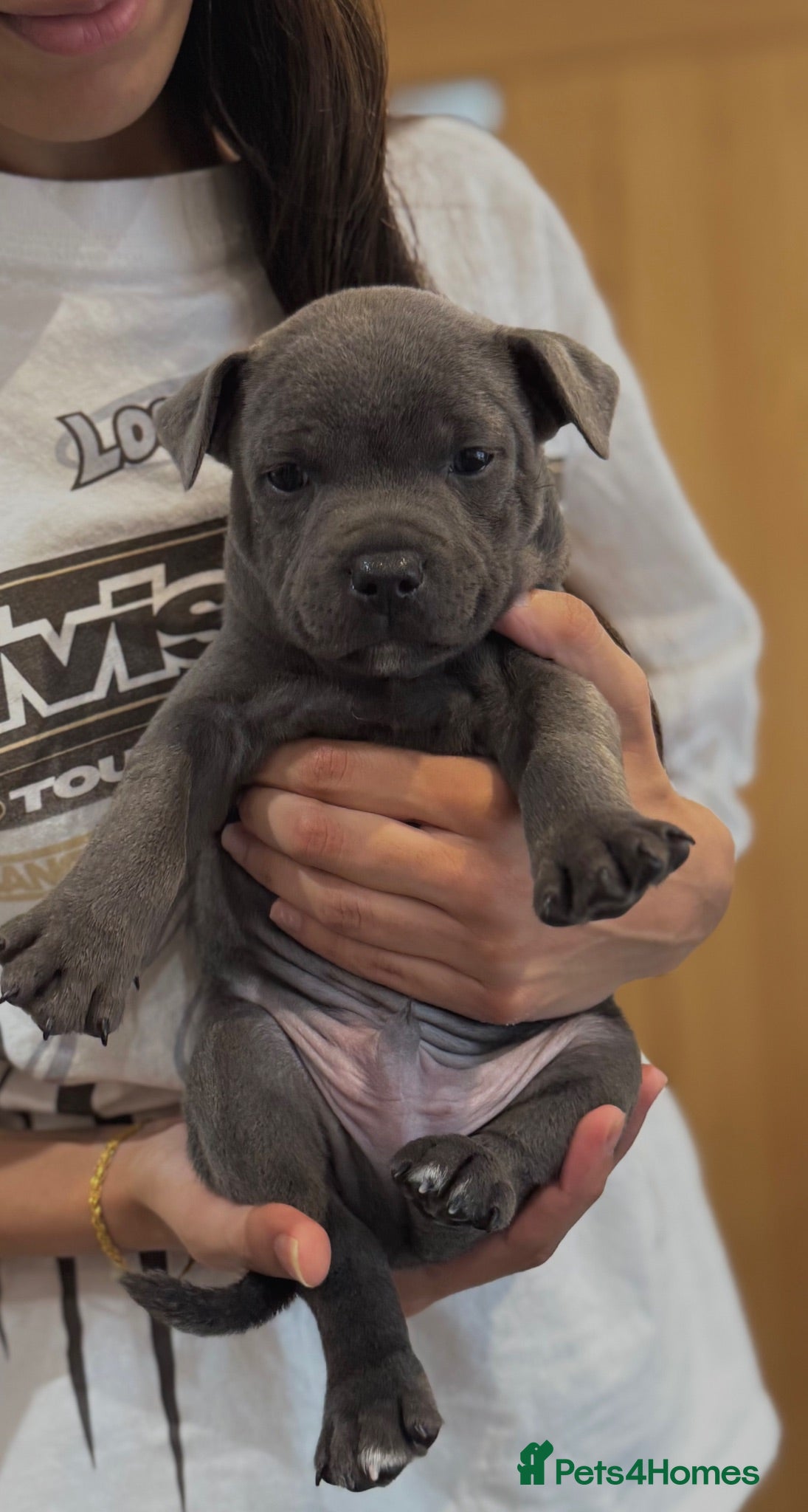 Staffordshire Bull Terrier dogs Health Tested KC Staffordshire Bull Terriers - Advert 2