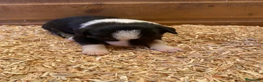 Border Collie Puppy 7
