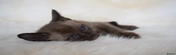 Burmese cats for sale: Championship Quality Kittens in Honiton - Advert 5
