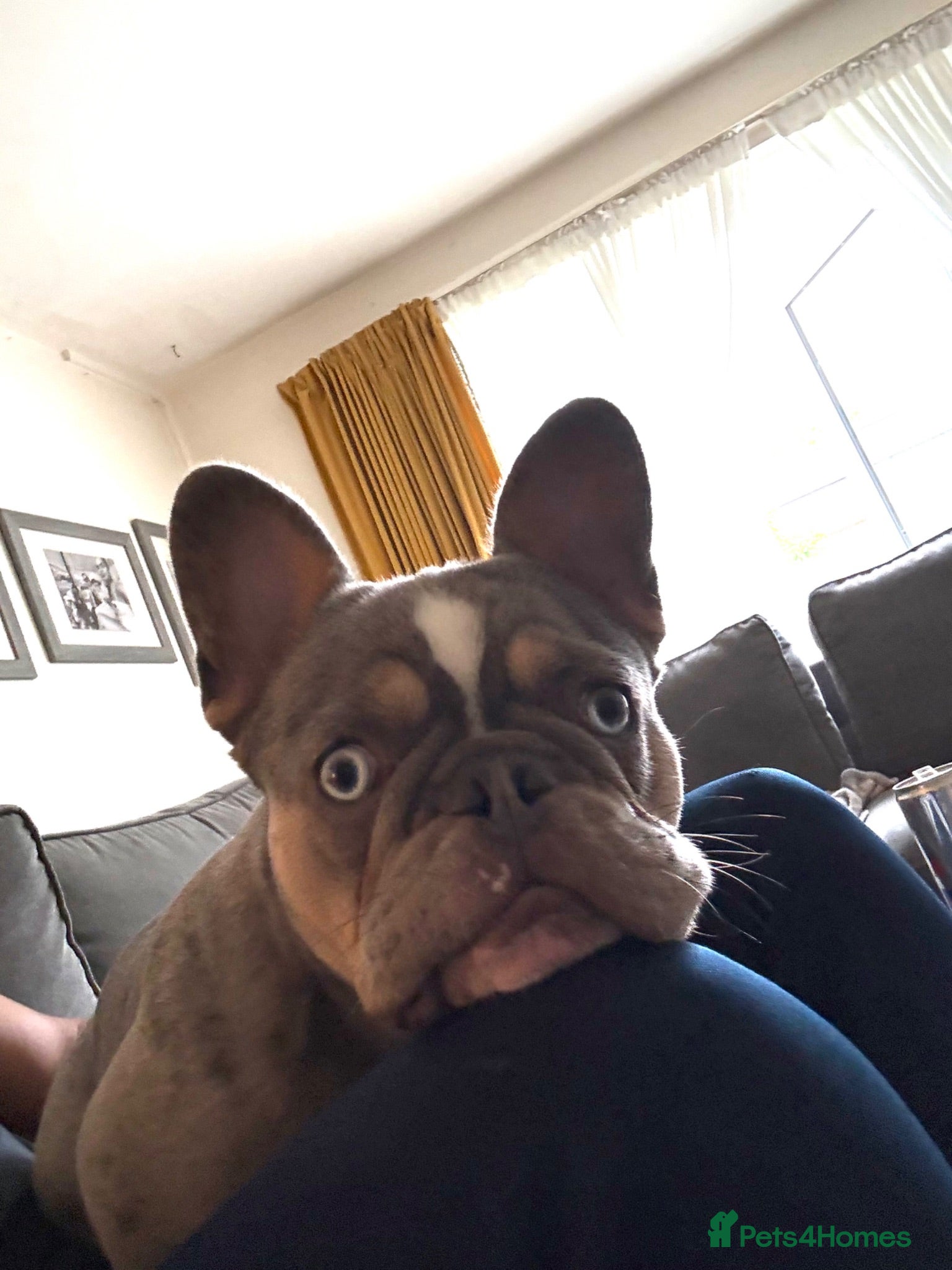 French Bulldog dogs French bulldog Rocky - Advert 1