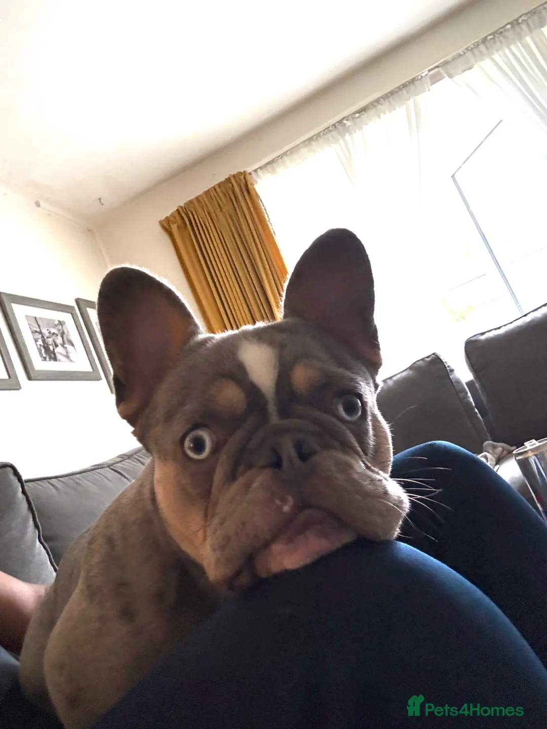 French Bulldog dogs for sale: French bulldog Rocky - Advert 1