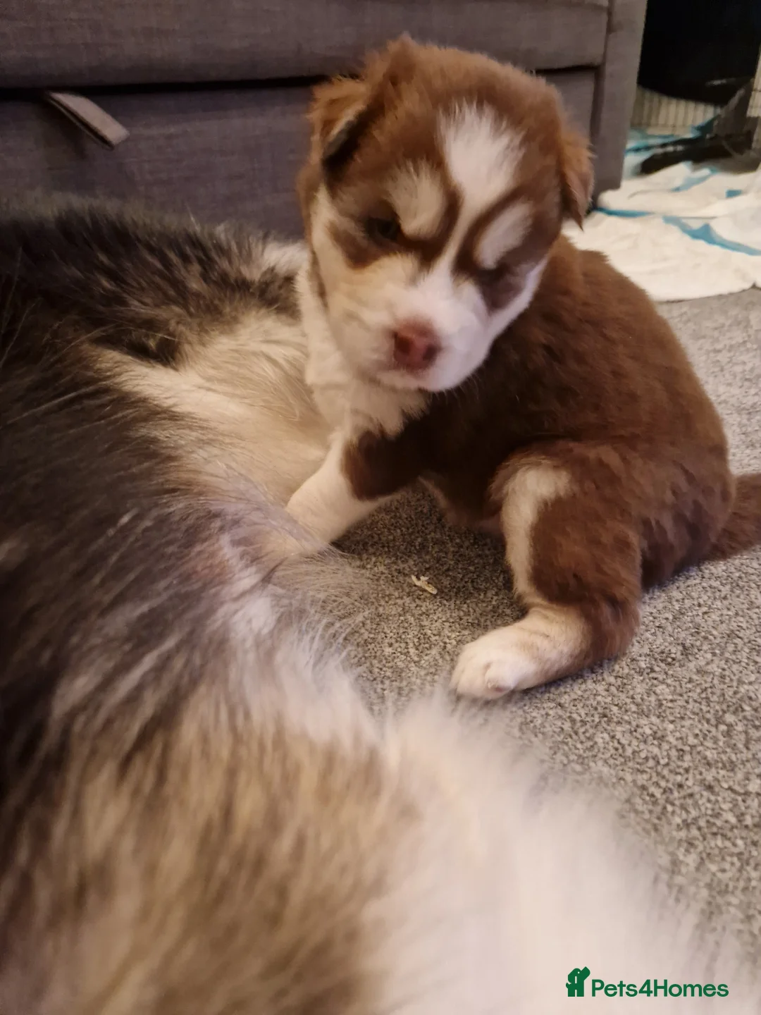 Siberian Husky dogs for sale: Beautiful blue eyed baby girl for sale in Sutton-in-Ashfield - Advert 2