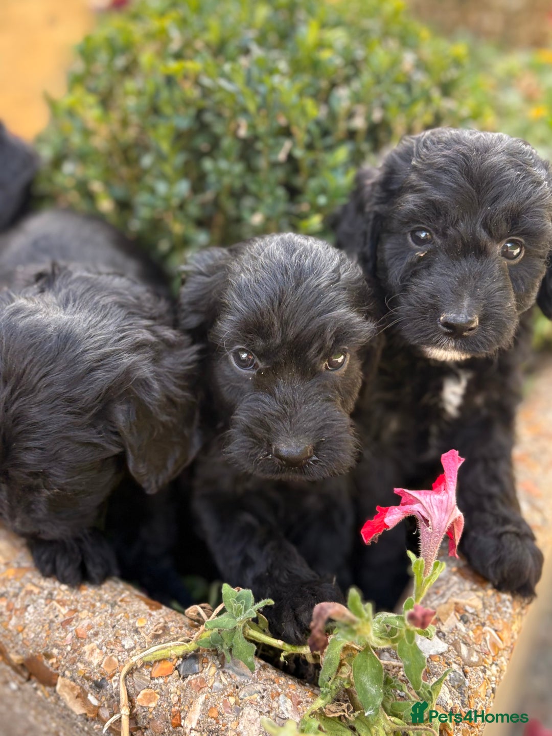 Cockapoo dogs for sale: F1 cockapoos - Image 7