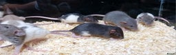 Rat rodents for sale: Dumbo Rats , Normal furred - Rex - Nakeds - Advert 6