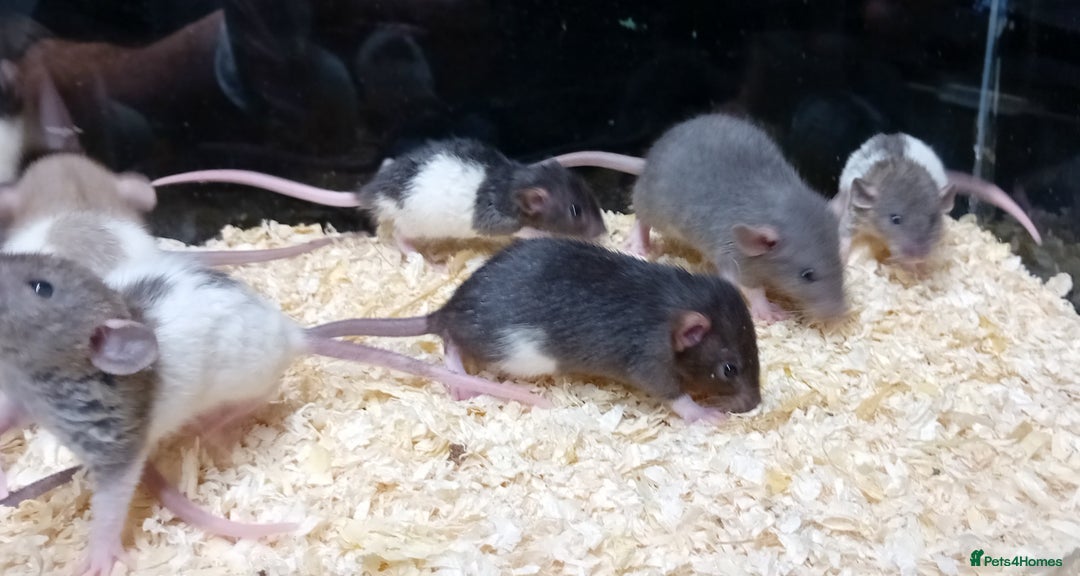 Rat rodents for sale: Dumbo Rats , Normal furred - Rex - Nakeds - Advert 6