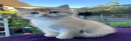 British Shorthair cats for sale: Golden, Golden Colourpoint & Silver Tipped - Advert 18
