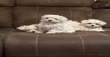 Maltese dogs - Advert 4