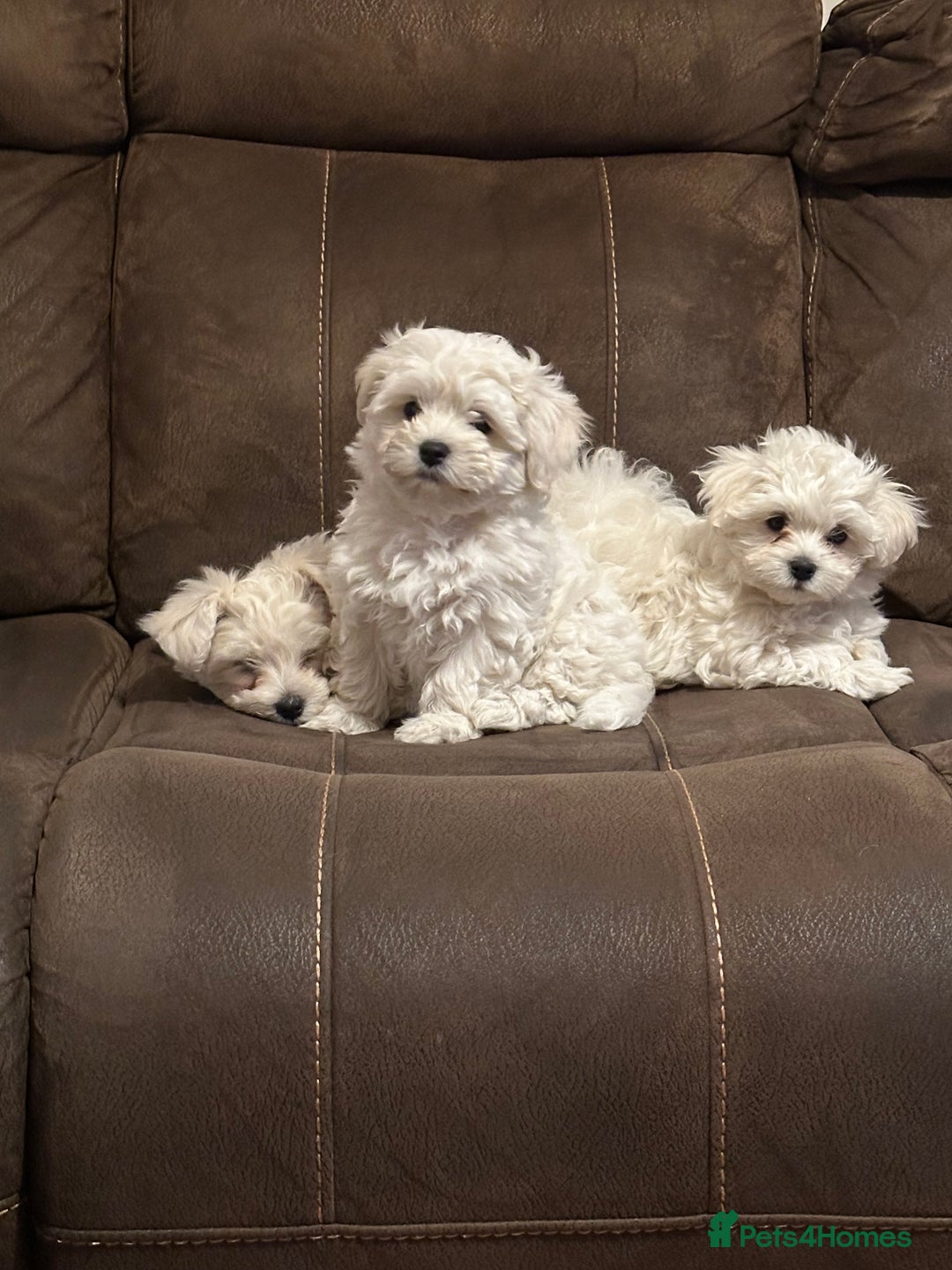 Maltese dogs for sale: Bichon Maltese  - Image 2