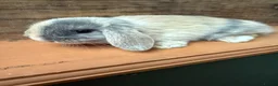 Mini Lop rabbits for sale: MINI LOP BUNNIES - PEDIGREE  - Advert 24
