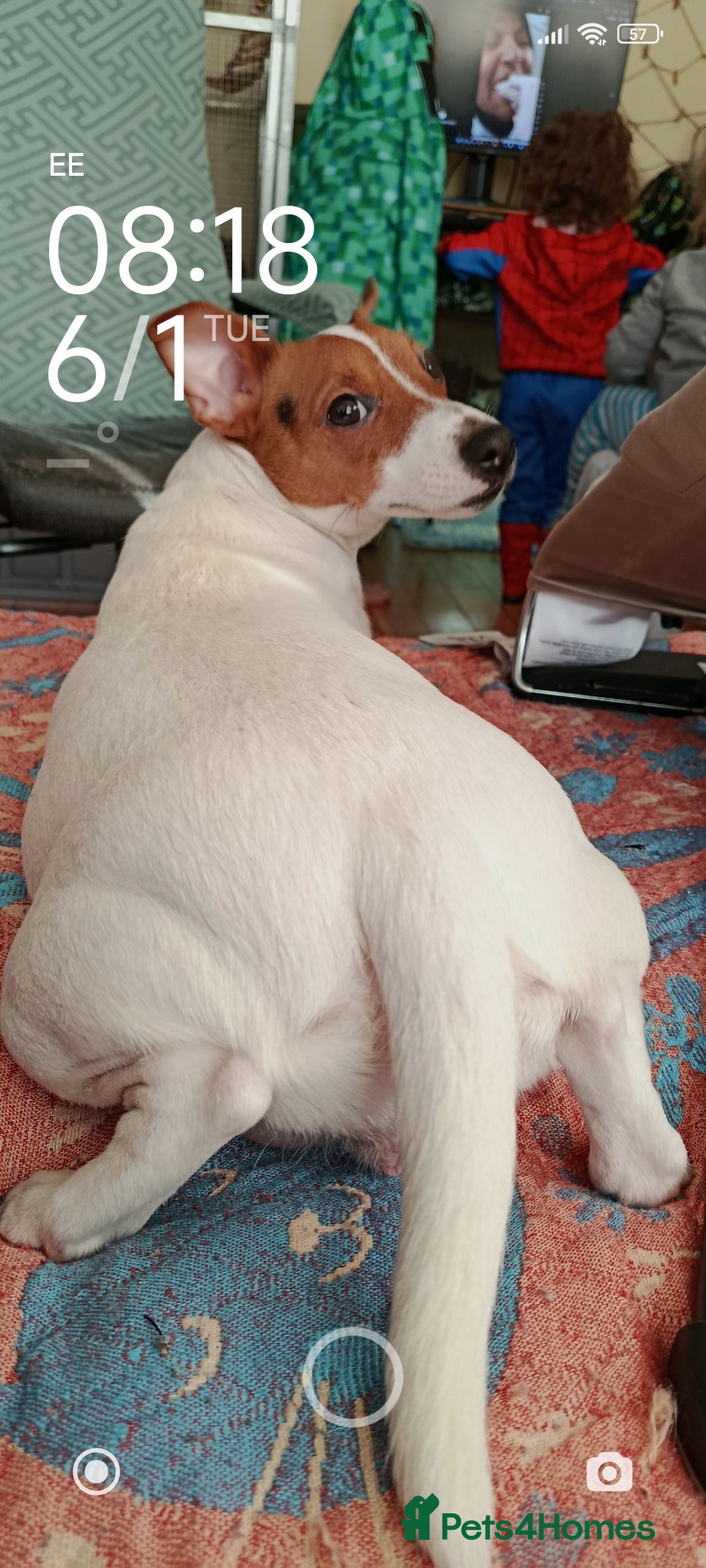 Jack Russell dogs for sale: 🤎🐶 Adorable Jack Russell Terrier Puppies✨ - Advert 29